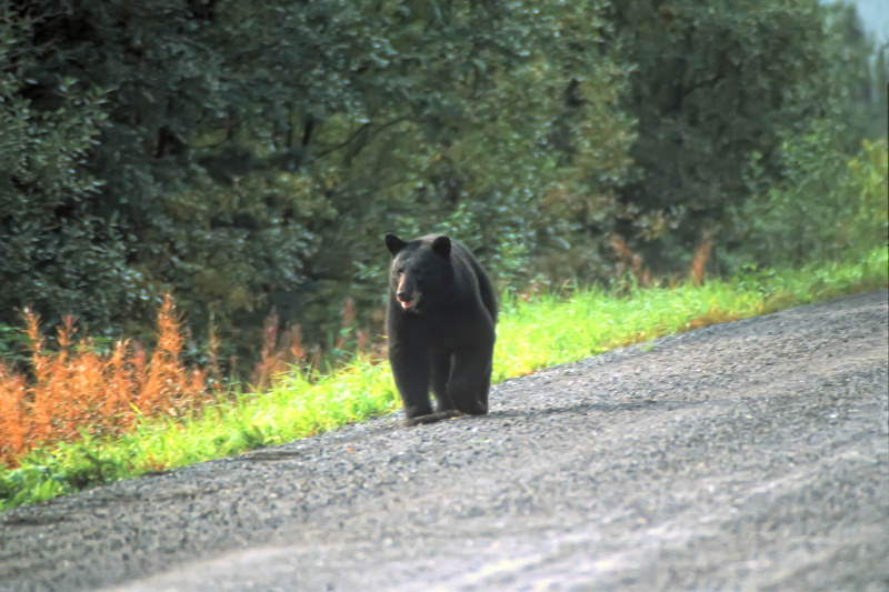 Black bear travelling on the roadside, Cassiar Hwy, BC